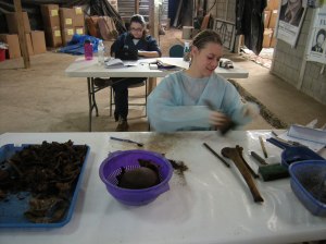 Elise Geissler cleans human bones in FAFG's search for victims of Guatemala's armed conflict. Photo by Barbara Borst